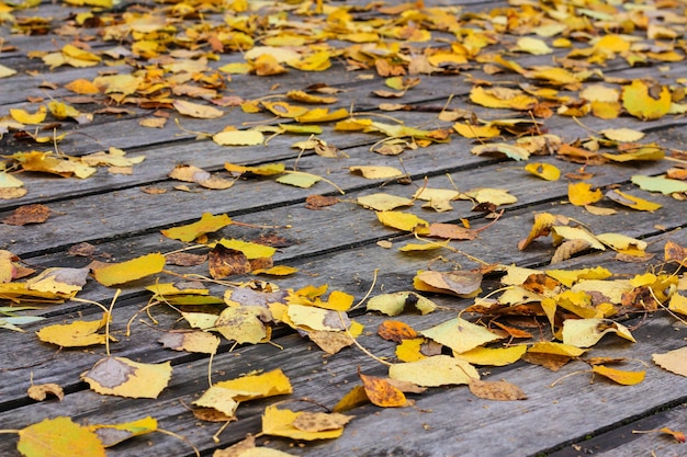 Vue rapprochée d'une plate-forme en bois recouverte de feuilles d'or tombées.