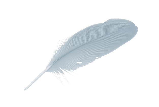 Vue rapprochée de la plume sur fond blanc
