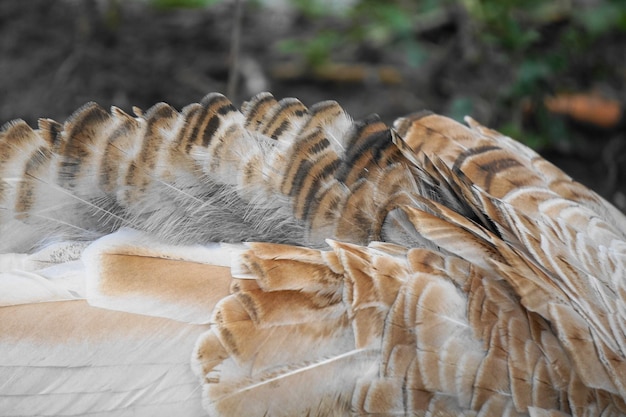 Vue rapprochée des plumes de dinde