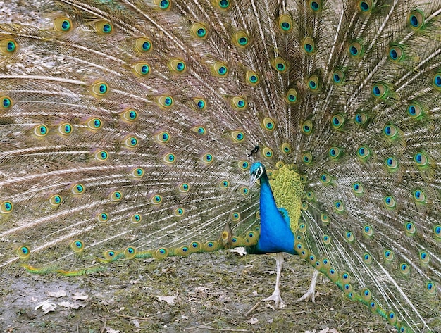 Vue rapprochée des plumes de paon