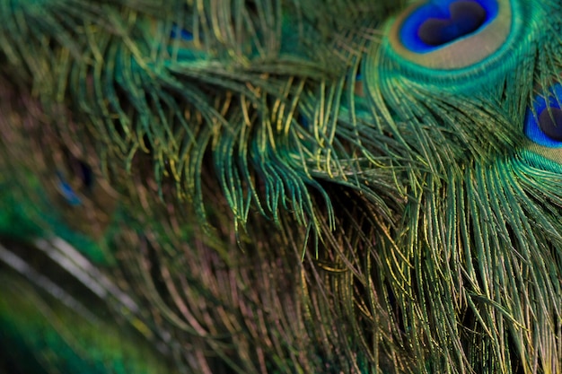 Photo vue rapprochée des plumes de paon