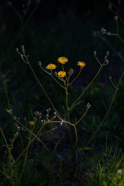 Vue rapprochée de plusieurs fleurs de pissenlit jaune