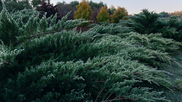 Vue rapprochée des pointes givrées des branches de brousse de thuya