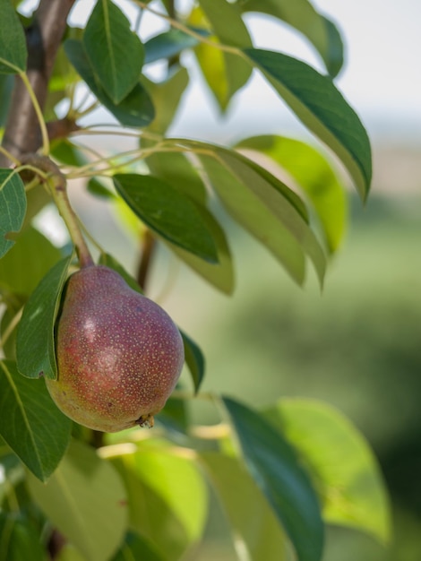 Vue rapprochée de la poire sur l'arbre en journée d'été avec un arrière-plan flou faible profondeur de champ