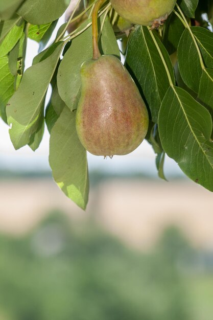 Vue rapprochée des poires sur l'arbre en journée d'été avec un arrière-plan flou faible profondeur de champ