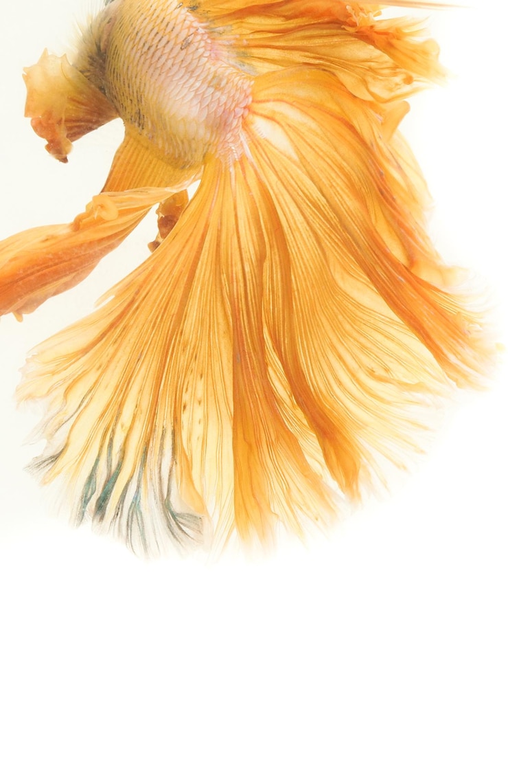Photo vue rapprochée d'un poisson siame qui se bat sur un fond blanc