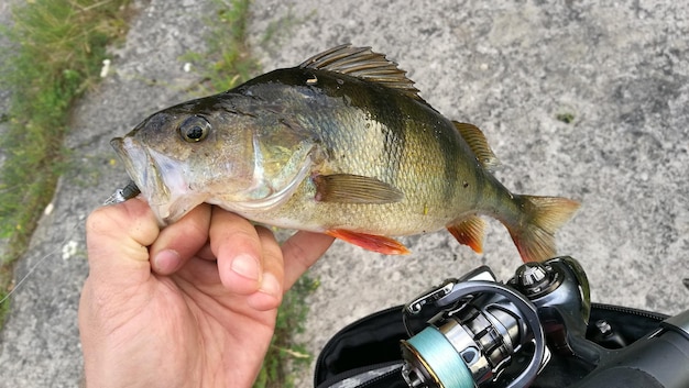 Photo vue rapprochée d'un poisson tenu à la main