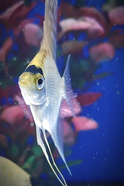 Photo vue rapprochée des poissons dans un aquarium