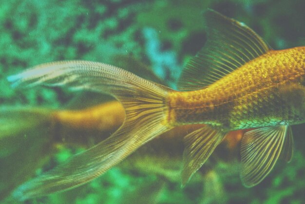 Vue rapprochée des poissons dans un aquarium