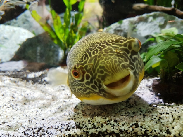 Vue rapprochée des poissons dans l'eau