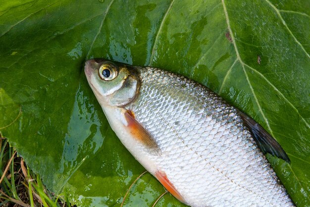 Photo vue rapprochée des poissons dans l'eau