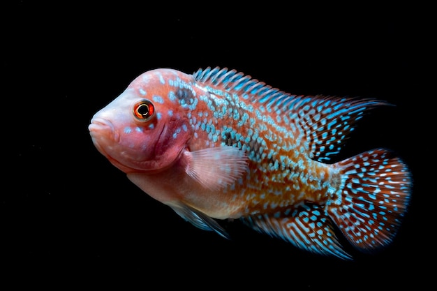 Vue rapprochée des poissons sur fond noir