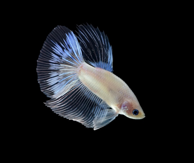 Vue rapprochée des poissons sur fond noir