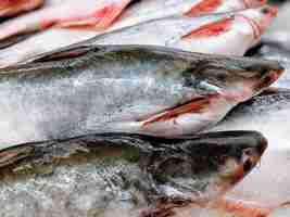 Photo vue rapprochée des poissons sur le marché à vendre