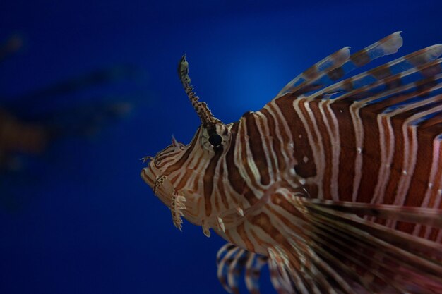 Photo vue rapprochée des poissons en mer.