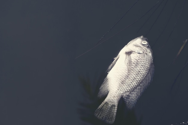 Vue rapprochée des poissons morts