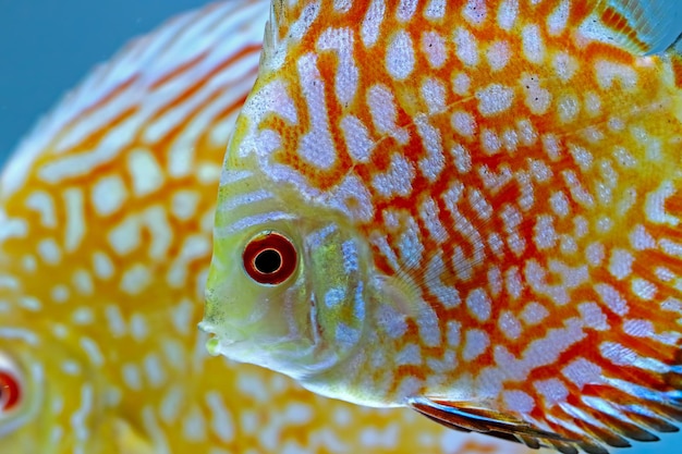 Vue rapprochée de poissons nageant dans un aquarium