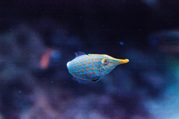 Vue rapprochée de poissons nageant dans un aquarium