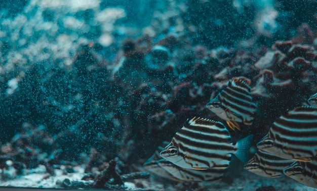 Photo vue rapprochée de poissons nageant dans un aquarium