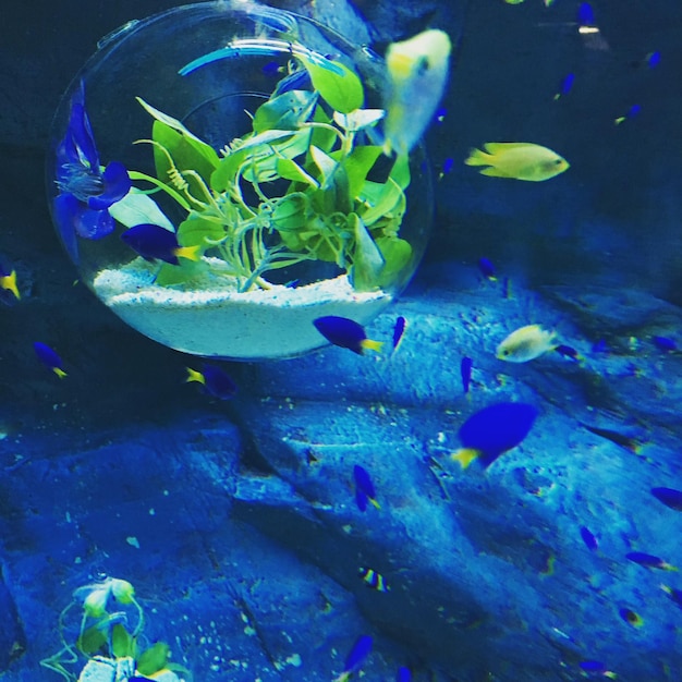 Photo vue rapprochée de poissons nageant dans un aquarium