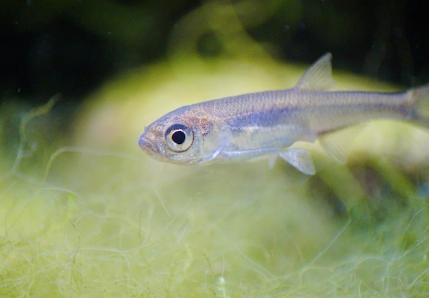 Vue rapprochée de poissons nageant dans l'eau