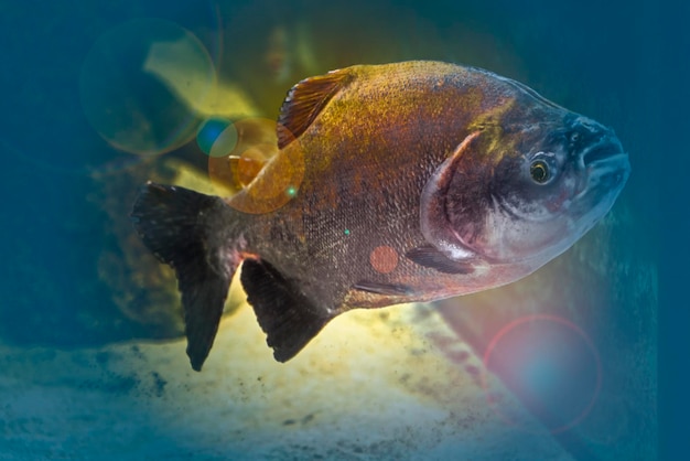 Photo vue rapprochée de poissons nageant dans l'eau