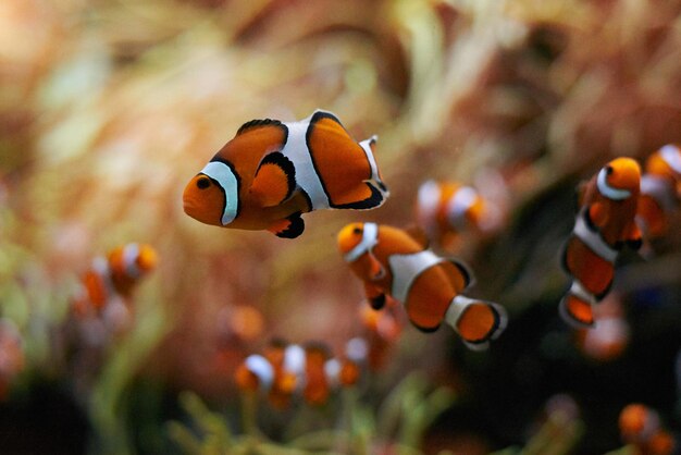 Photo vue rapprochée de poissons nageant en mer