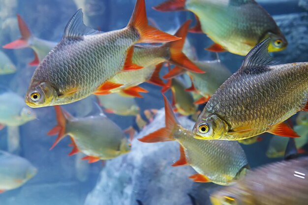 Vue rapprochée de poissons nageant en mer