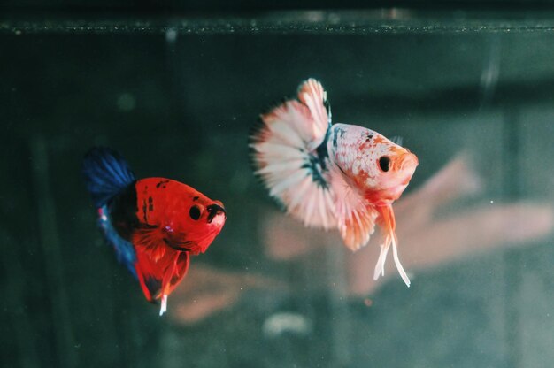 Photo vue rapprochée de poissons nageant en mer