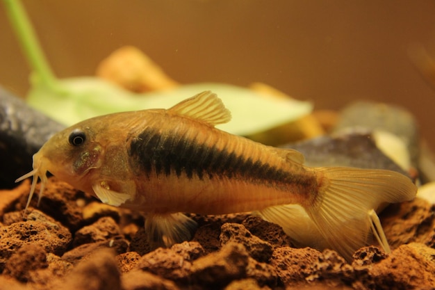 Photo vue rapprochée de poissons nageant en mer