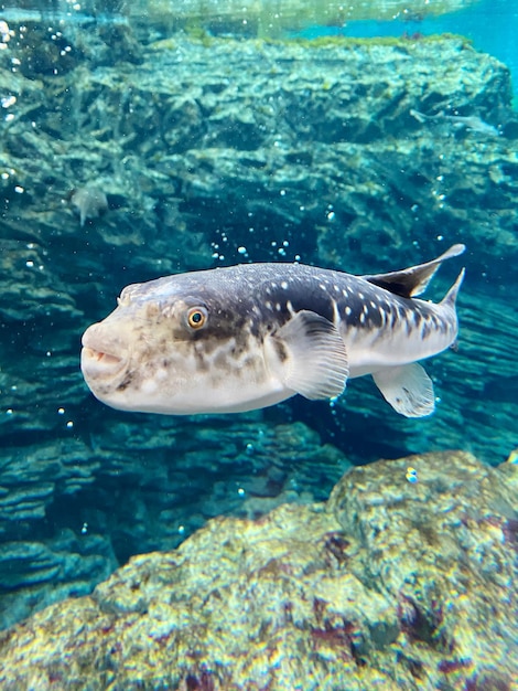 Photo vue rapprochée de poissons nageant en mer