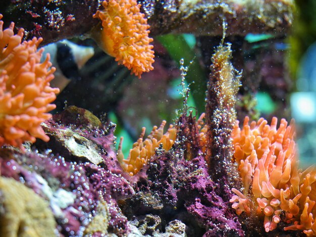 Photo vue rapprochée de poissons nageant en mer