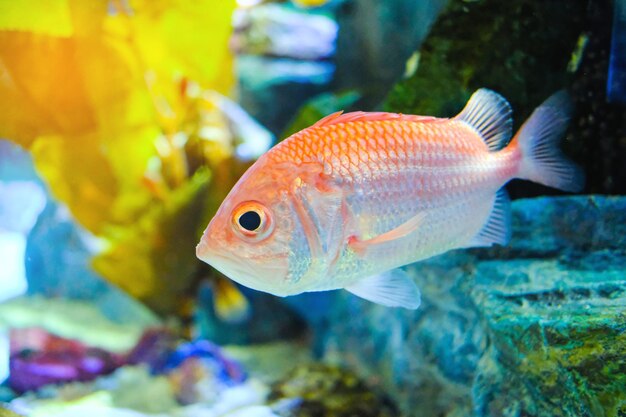 Photo vue rapprochée de poissons nageant en mer