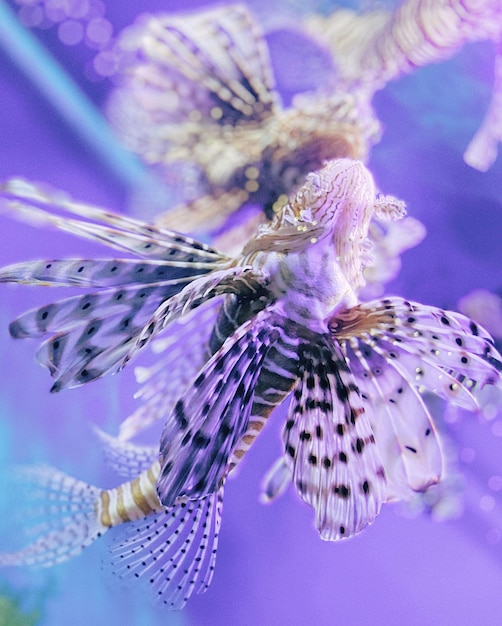 Photo vue rapprochée de poissons nageant en mer