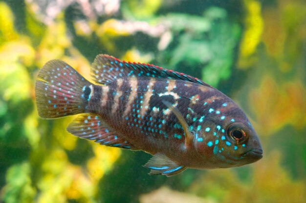 Photo vue rapprochée de poissons nageant en mer