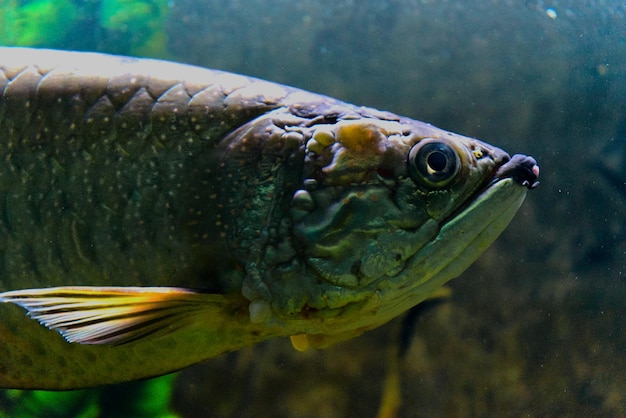 Vue rapprochée de poissons nageant en mer