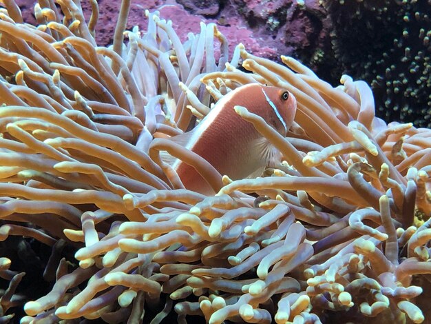 Photo vue rapprochée de poissons nageant en mer