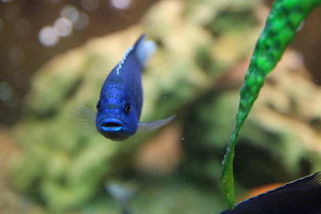 Photo vue rapprochée des poissons nageant