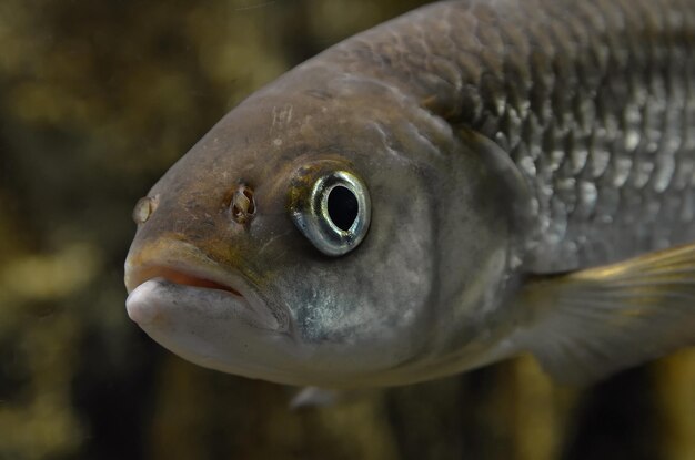 Photo vue rapprochée des poissons sous l'eau