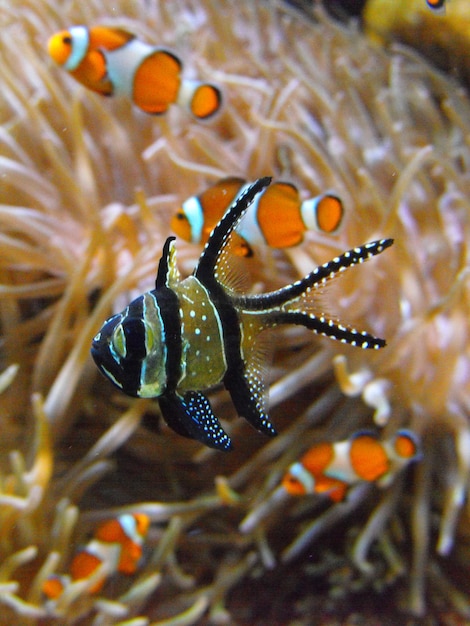 Photo vue rapprochée des poissons sous l'eau