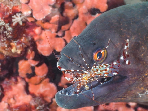 Vue rapprochée des poissons sous l'eau