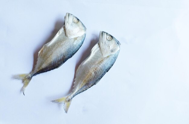 Photo vue rapprochée des poissons sous l'eau