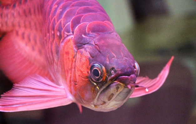 Vue rapprochée des poissons sous l'eau