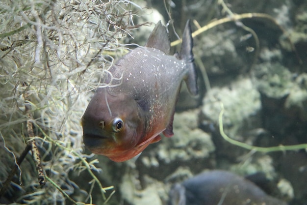 Photo vue rapprochée des poissons sous l'eau