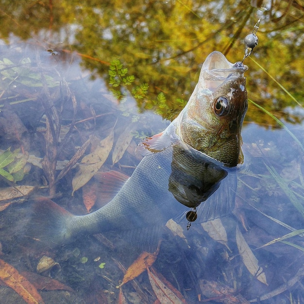 Photo vue rapprochée des poissons suspendus dans le lac
