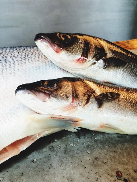 Vue rapprochée des poissons à vendre