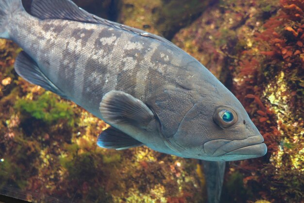 Photo vue rapprochée des poissons