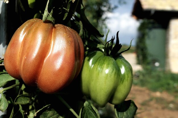 Vue rapprochée des poivrons qui poussent sur une plante dans un jardin de légumes