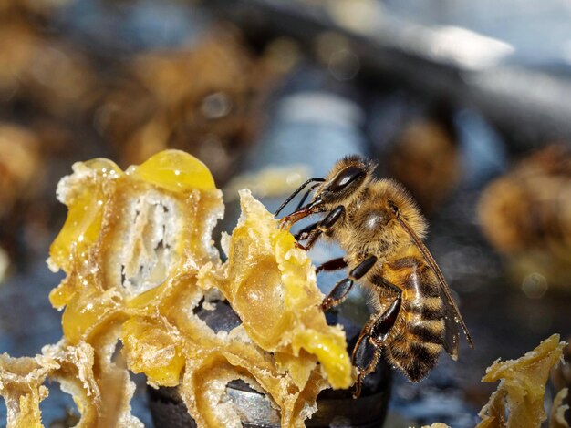 Vue rapprochée de la pollinisation des abeilles