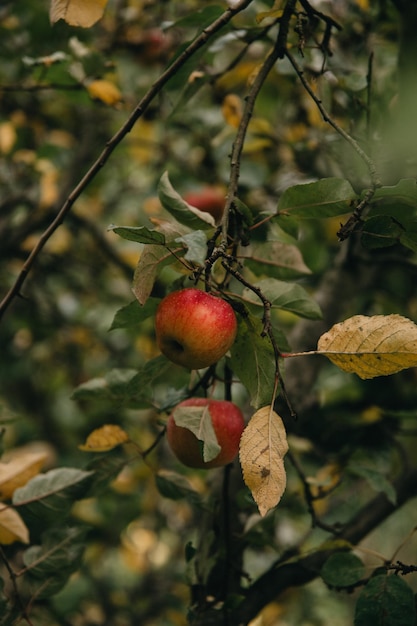 Photo vue rapprochée d'une pomme sur un arbre